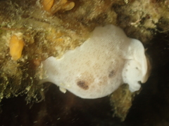 Jorunna tomentosa