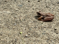 Lithobates sylvaticus image