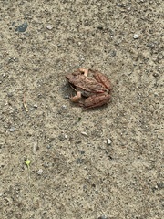 Lithobates sylvaticus image