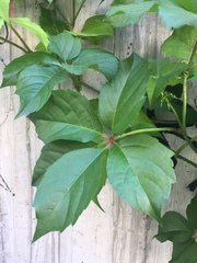 Parthenocissus quinquefolia