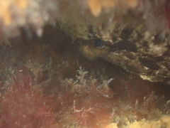 Zeugopterus punctatus