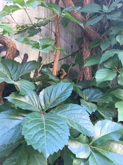 Parthenocissus quinquefolia