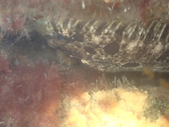 Zeugopterus punctatus