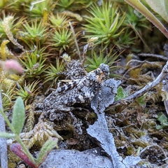 Oedipoda charpentieri