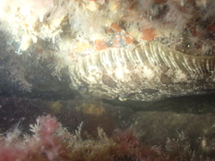 Zeugopterus punctatus