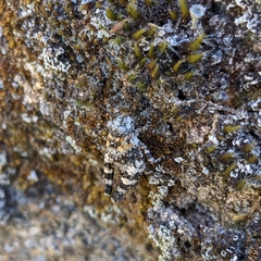 Oedipoda charpentieri