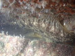 Zeugopterus punctatus