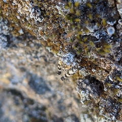 Oedipoda charpentieri