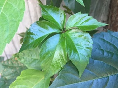 Parthenocissus quinquefolia