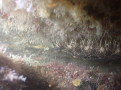 Zeugopterus punctatus