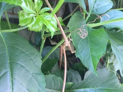 Parthenocissus quinquefolia
