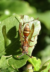 Polistes africanus