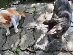 Eutropis multifasciata