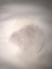 Pleurotus citrinopileatus