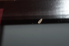 Eilema lurideola