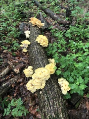 Pleurotus citrinopileatus