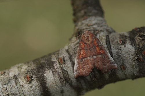 Scoliopteryx libatrix