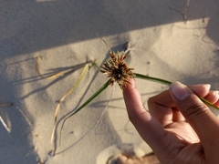 Cyperus brevis