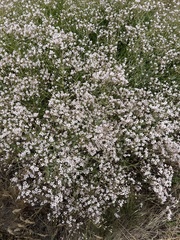 Gypsophila venusta