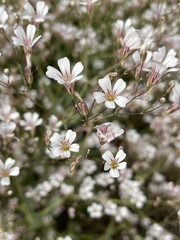 Gypsophila venusta