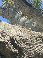 Leiocephalus carinatus