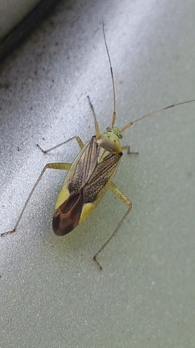 trivial plant bug, 6708 DE Wageningen, Netherlands, photo 10 of 10