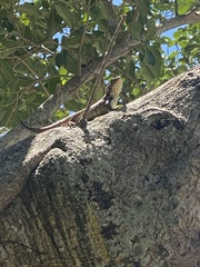 Leiocephalus carinatus