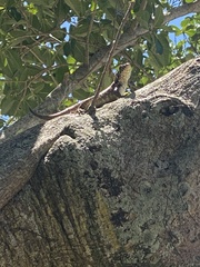 Leiocephalus carinatus