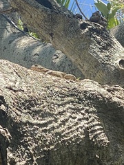 Leiocephalus carinatus