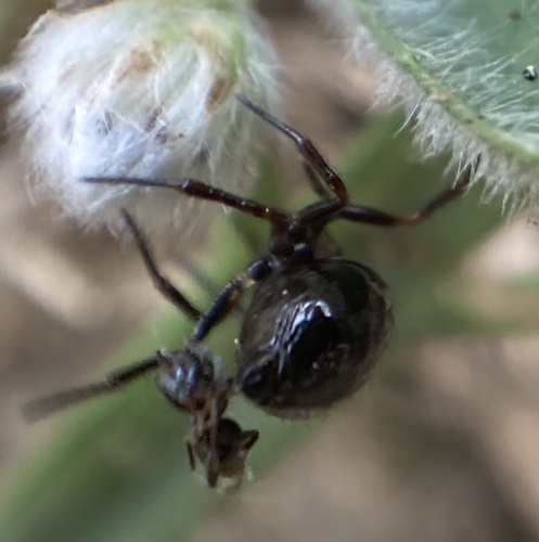 Ant-eating theridiid