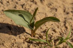 Ophioglossum polyphyllum