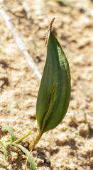 Ophioglossum polyphyllum