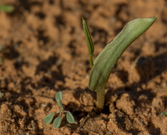 Ophioglossum polyphyllum