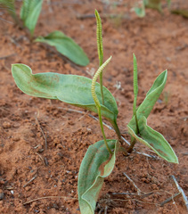Ophioglossum polyphyllum