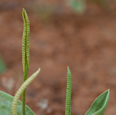 Ophioglossum polyphyllum