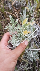 Arctotis stoechadifolia