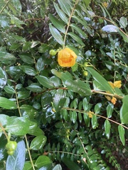 Senna multiglandulosa