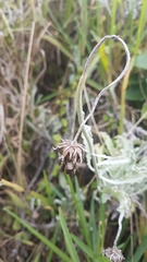 Arctotis stoechadifolia