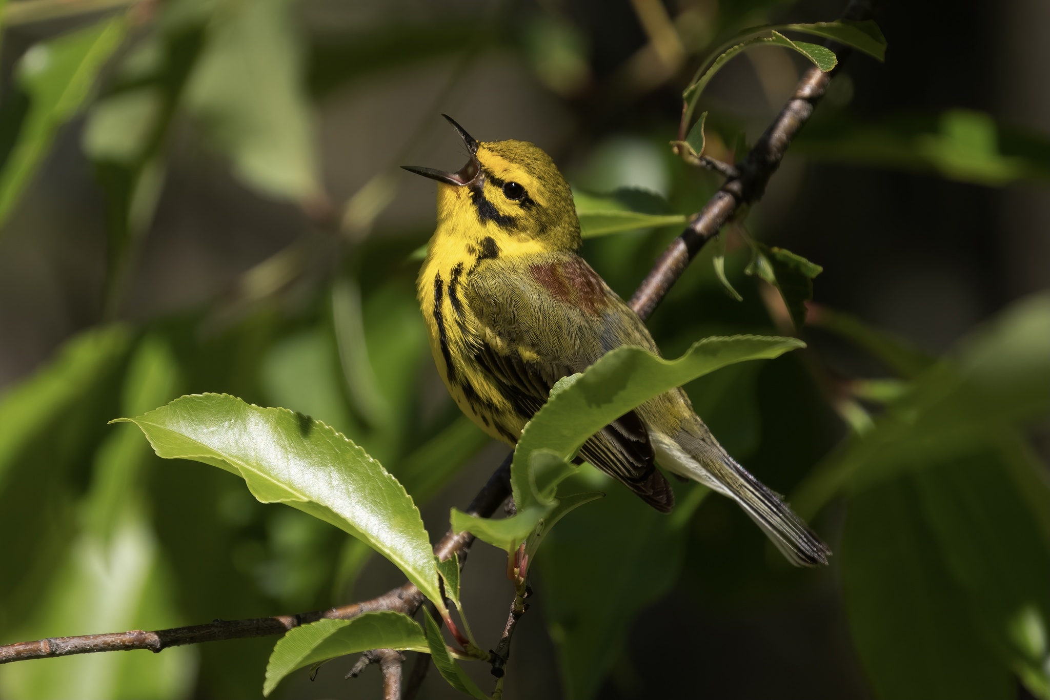 Prairie Warbler illustration