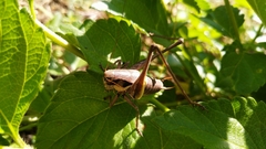 Pholidoptera dalmatica