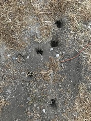 Castorimorpha