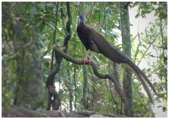 Argusianus argus argus