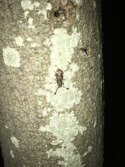 Eucorynus crassicornis
