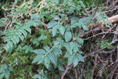 Elatostema parvum