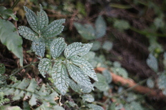 Elatostema parvum