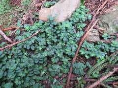 Elatostema obtusum trilobulatum