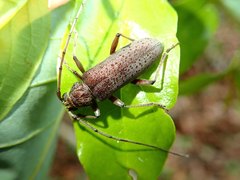 Stromatium longicorne