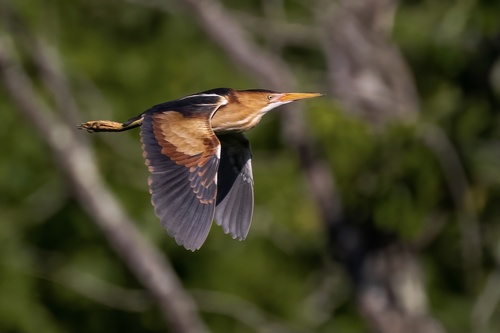 Least Bittern photographed in Virginia