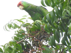 Amazona viridigenalis