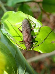 Stromatium longicorne